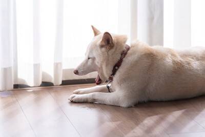 『夏場に犬を留守番』絶対NG行為5選　外出前に必ず確認すべきことや正しい対策まで