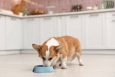 『夏場に犬を留守番』絶対NG行為5選　外出前に必ず確認すべきことや正しい対策まで