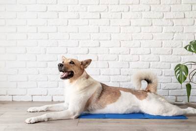 『夏場に犬を留守番』絶対NG行為5選　外出前に必ず確認すべきことや正しい対策まで