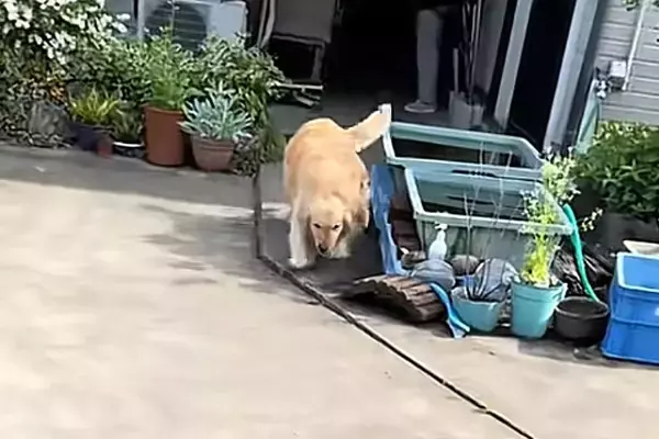 実家に帰省した男性→車のドアを開けた瞬間、大型犬が…あまりにも尊い『お出迎えの光景』が83万再生「もう存在が愛」「帰ってきて嬉しいんだ」