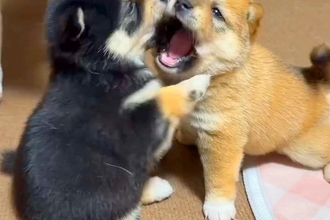 2匹の赤ちゃん犬が『ケンカ』をした結果→お互いを丸呑みしようとしていて…とんでもなく尊い戦いが51万再生「たまらない」「ムチムチで最高」