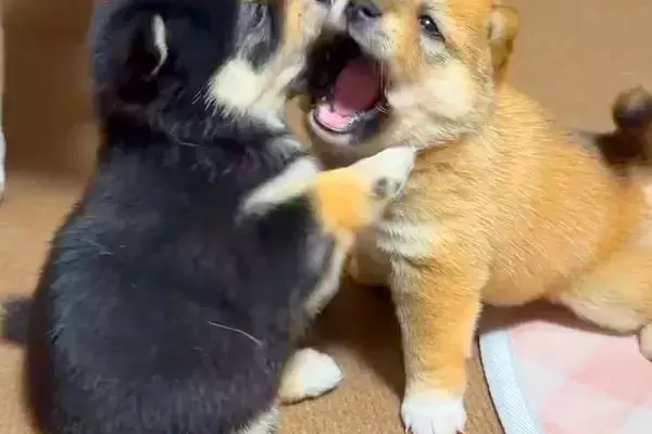 2匹の赤ちゃん犬が『ケンカ』をした結果→お互いを丸呑みしようとしていて…とんでもなく尊い戦いが51万再生「たまらない」「ムチムチで最高」