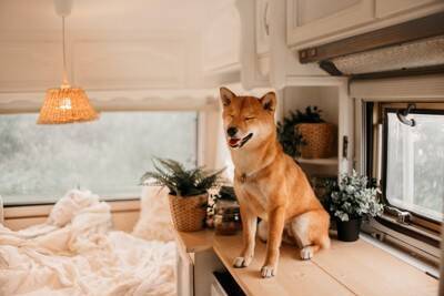犬が『高いところ』に登りたがる理由4つ　主な心理や止めさせたい場合の対処法までご紹介