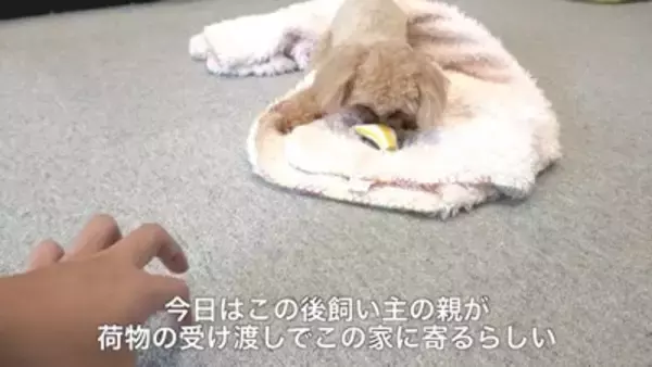 犬に『おじいちゃんおばあちゃんの訪問ドッキリ』仕掛けてみた結果…もはや『パニック』になる姿が可愛すぎると40万再生「孫みたい」と絶賛