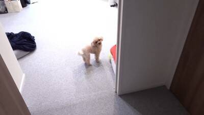 犬に『おじいちゃんおばあちゃんの訪問ドッキリ』仕掛けてみた結果…もはや『パニック』になる姿が可愛すぎると40万再生「孫みたい」と絶賛