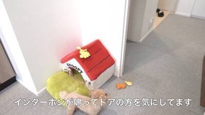 犬に『おじいちゃんおばあちゃんの訪問ドッキリ』仕掛けてみた結果…もはや『パニック』になる姿が可愛すぎると40万再生「孫みたい」と絶賛