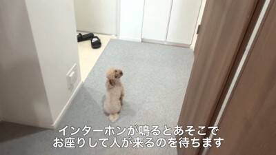 犬に『おじいちゃんおばあちゃんの訪問ドッキリ』仕掛けてみた結果…もはや『パニック』になる姿が可愛すぎると40万再生「孫みたい」と絶賛