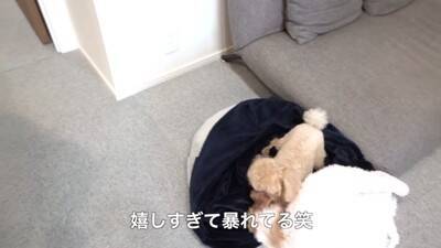 犬に『おじいちゃんおばあちゃんの訪問ドッキリ』仕掛けてみた結果…もはや『パニック』になる姿が可愛すぎると40万再生「孫みたい」と絶賛