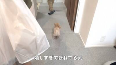 犬に『おじいちゃんおばあちゃんの訪問ドッキリ』仕掛けてみた結果…もはや『パニック』になる姿が可愛すぎると40万再生「孫みたい」と絶賛