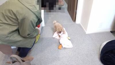 犬に『おじいちゃんおばあちゃんの訪問ドッキリ』仕掛けてみた結果…もはや『パニック』になる姿が可愛すぎると40万再生「孫みたい」と絶賛