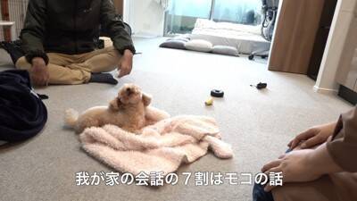 犬に『おじいちゃんおばあちゃんの訪問ドッキリ』仕掛けてみた結果…もはや『パニック』になる姿が可愛すぎると40万再生「孫みたい」と絶賛