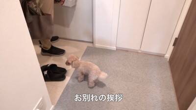 犬に『おじいちゃんおばあちゃんの訪問ドッキリ』仕掛けてみた結果…もはや『パニック』になる姿が可愛すぎると40万再生「孫みたい」と絶賛