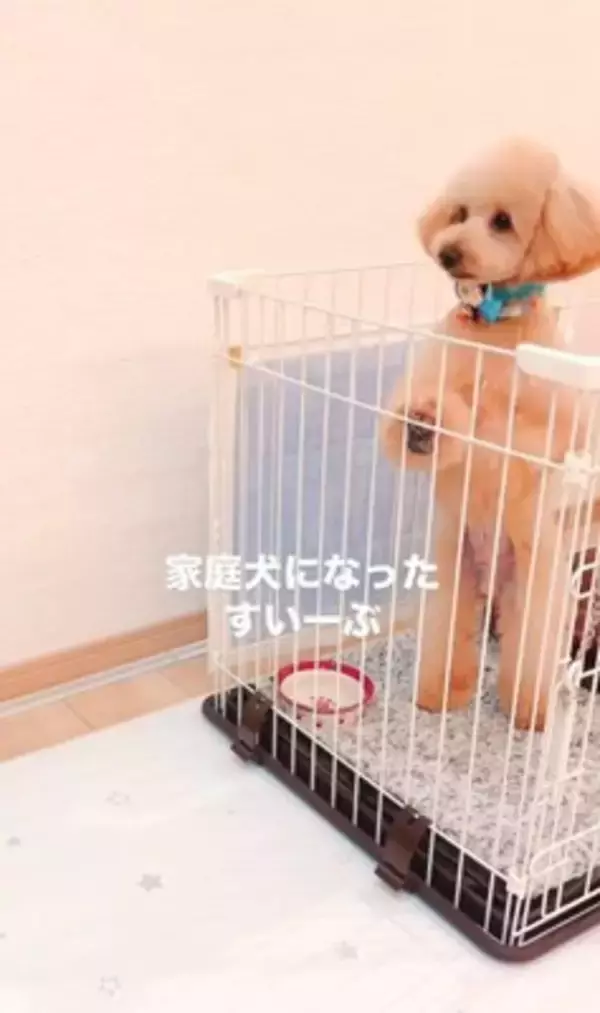 『持病のある5歳の繁殖犬』をお迎え→2年が経過した結果…想像もできなかった『幸せな光景』に「たくさんチャレンジしてて偉い」と絶賛の声