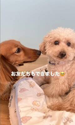 『持病のある5歳の繁殖犬』をお迎え→2年が経過した結果…想像もできなかった『幸せな光景』に「たくさんチャレンジしてて偉い」と絶賛の声