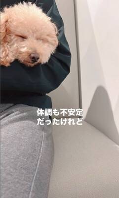 『持病のある5歳の繁殖犬』をお迎え→2年が経過した結果…想像もできなかった『幸せな光景』に「たくさんチャレンジしてて偉い」と絶賛の声