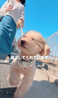 『持病のある5歳の繁殖犬』をお迎え→2年が経過した結果…想像もできなかった『幸せな光景』に「たくさんチャレンジしてて偉い」と絶賛の声