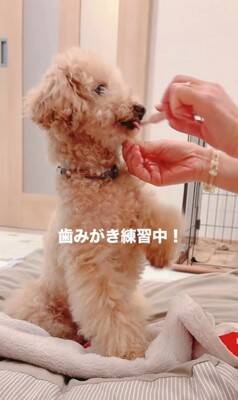 『持病のある5歳の繁殖犬』をお迎え→2年が経過した結果…想像もできなかった『幸せな光景』に「たくさんチャレンジしてて偉い」と絶賛の声