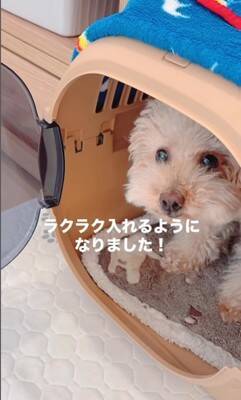 『持病のある5歳の繁殖犬』をお迎え→2年が経過した結果…想像もできなかった『幸せな光景』に「たくさんチャレンジしてて偉い」と絶賛の声