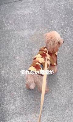 『持病のある5歳の繁殖犬』をお迎え→2年が経過した結果…想像もできなかった『幸せな光景』に「たくさんチャレンジしてて偉い」と絶賛の声