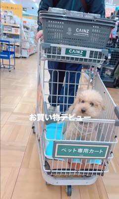 『持病のある5歳の繁殖犬』をお迎え→2年が経過した結果…想像もできなかった『幸せな光景』に「たくさんチャレンジしてて偉い」と絶賛の声