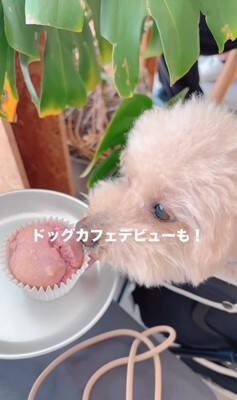 『持病のある5歳の繁殖犬』をお迎え→2年が経過した結果…想像もできなかった『幸せな光景』に「たくさんチャレンジしてて偉い」と絶賛の声