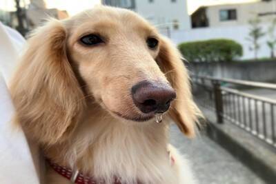 犬が『クシャミ』をする4つの原因　注意が必要な症状や病気の可能性まで解説