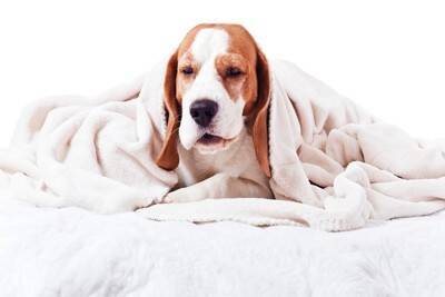 犬が『クシャミ』をする4つの原因　注意が必要な症状や病気の可能性まで解説