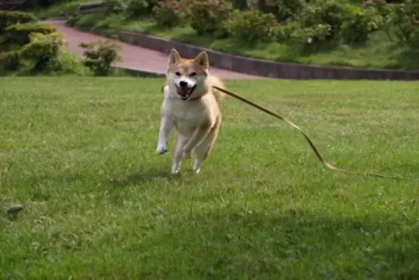 犬が散歩中に突然走り出す『4つの心理』主な理由や事故を引き起こさないための対策とは？