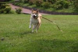 犬が散歩中に突然走り出す『4つの心理』主な理由や事故を引き起こさないための対策とは？