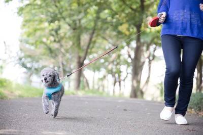 犬が散歩中に突然走り出す『4つの心理』主な理由や事故を引き起こさないための対策とは？