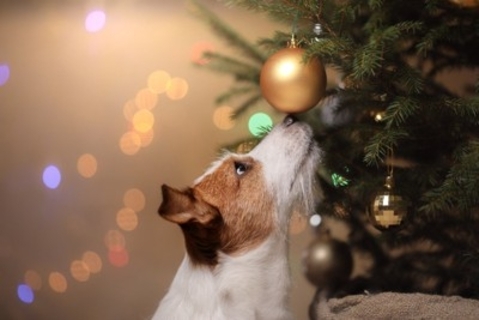 犬との『クリスマス』絶対NG行為3選　飼い主がやってはいけないタブー行動とは？トラブルを防ぐ方法まで