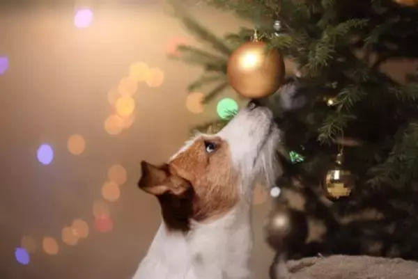 犬との『クリスマス』絶対NG行為3選　飼い主がやってはいけないタブー行動とは？トラブルを防ぐ方法まで