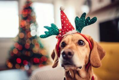 犬との『クリスマス』絶対NG行為3選　飼い主がやってはいけないタブー行動とは？トラブルを防ぐ方法まで