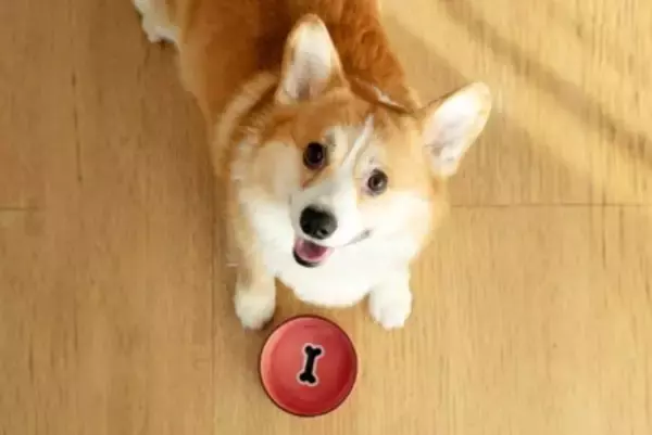 犬の吠え癖を事前に防ぐ『5つの方法』愛犬がしつこく鳴くようになってしまう要因とは？