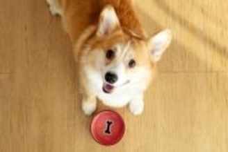 犬の吠え癖を事前に防ぐ『5つの方法』愛犬がしつこく鳴くようになってしまう要因とは？