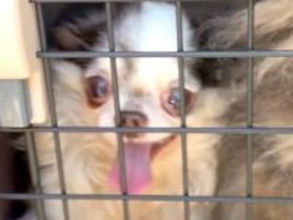 炎天下、外に放置されていた犬たち…涙なくして見れない『保護してからの物語』に「巡り合うべくして巡り合った」「元気に暮らして」と感動の声