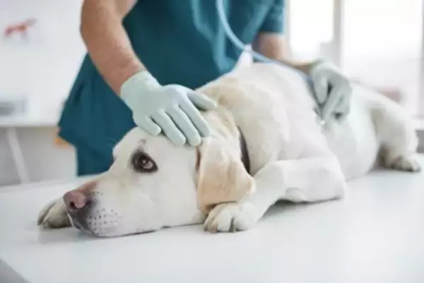 犬が『体調不良』のときにみせるサイン６選　注意すべき症状や判断する方法まで