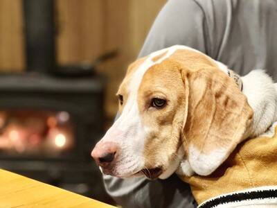 犬が『体調不良』のときにみせるサイン６選　注意すべき症状や判断する方法まで