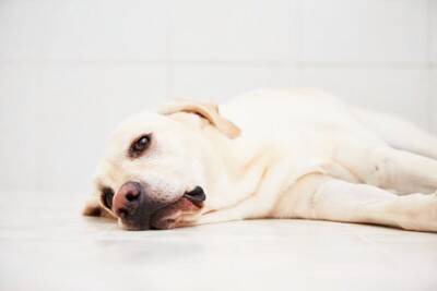 犬が『体調不良』のときにみせるサイン６選　注意すべき症状や判断する方法まで