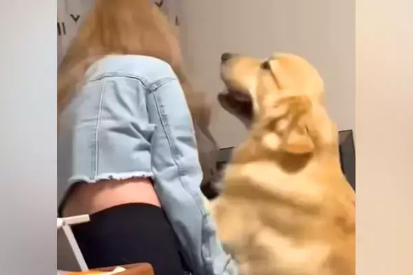 家に『ギャル』が遊びに来たら、大型犬が大喜びして…勢いが強すぎる『いらっしゃいのご挨拶』に反響「男の子だねえ」「嬉しい気持ち大爆発ｗｗ」