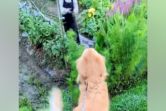 畑にいるおばあちゃんを発見した大型犬→近づいた瞬間…もはや飛んでいきそうな『愛おしい反応』が27万再生「おしりがｗ」「嬉しさ爆発」と反響