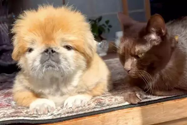 おじいちゃん犬とおじいちゃん猫が、仲良く日向ぼっこをして…いつまでも見ていたい『尊すぎる光景』に反響「癒しの時間」「空気感好きすぎる」
