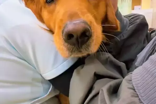 病院の診察室でビビりまくる大型犬→爪切りに来ただけなのに…思わず応援したくなる『子どものような光景』に反響「こんな大きいのにｗｗ」
