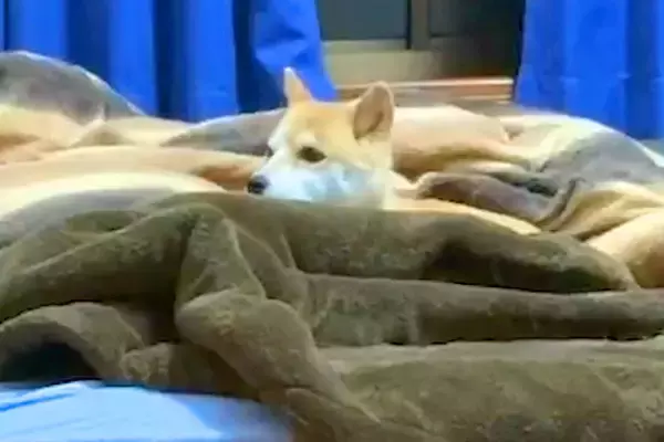 寂しがり屋の犬が寝ている間に『内緒で部屋から出た』結果…あまりにも健気な『尊すぎる行動』が15万再生「めちゃ探してる」「大好きなんだ」