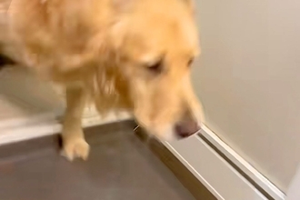 お風呂に入っていたら、大型犬が『一緒に入りたい』と駄々をこねて…思わず笑う『退場の仕方』に反響「大きい赤ちゃんで草」「子どもみたいｗ」