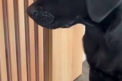 『職場で見て少し涙が出た』仕事中の夫に"赤ちゃん犬"の映像を送った結果→思わず納得する『今すぐ帰りたくなる光景』が84万再生「羨ましい」