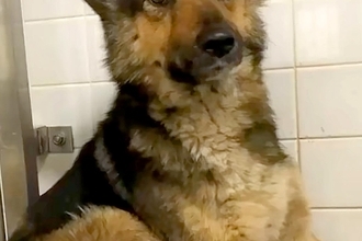 『3年間、野生で過ごしてきた犬』を飼った結果→最初は不安そうな表情をしていて…同じワンコとは思えない変化に感動「涙」「顔つきが全然違う」