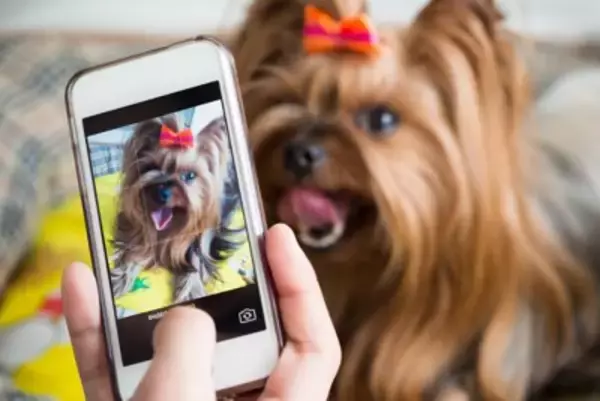 犬の写真を撮ると目が光る『2つの理由』防ぐ方法はあるの？撮影するときに注意すべき点まで