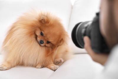 犬の写真を撮ると目が光る『2つの理由』防ぐ方法はあるの？撮影するときに注意すべき点まで