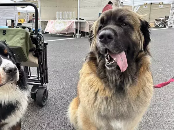 お出かけ中の大型犬が、自分よりも大きい『超大型犬』に遭遇した結果…動揺しすぎた『表情』に2万いいね「めっちゃ横目ｗ」「マンガみたいｗ」